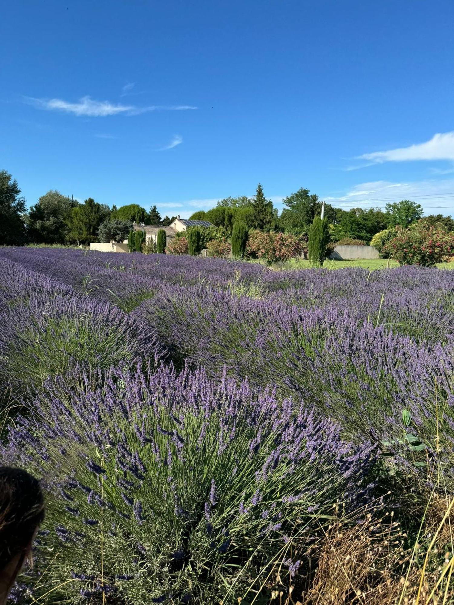 Appartement Neuf Et Au Calme Proche Avignon Althen-des-Paluds Εξωτερικό φωτογραφία